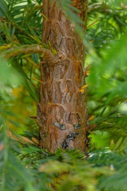 Sequoia sempervirens baliveau 8/10