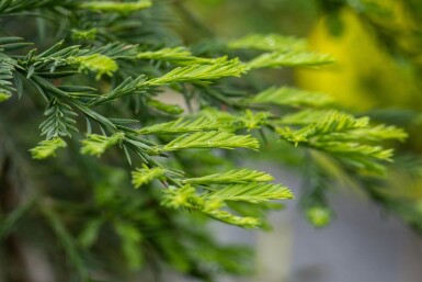 Sequoia sempervirens baliveau 8/10