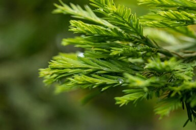 Sequoia sempervirens baliveau 8/10