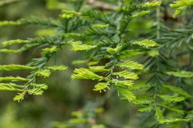 Sequoia sempervirens baliveau 8/10