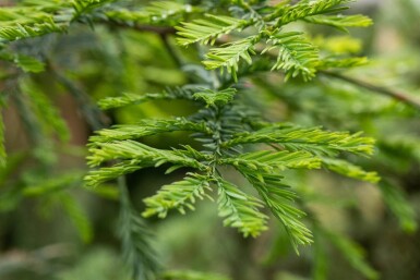 Sequoia sempervirens baliveau 8/10