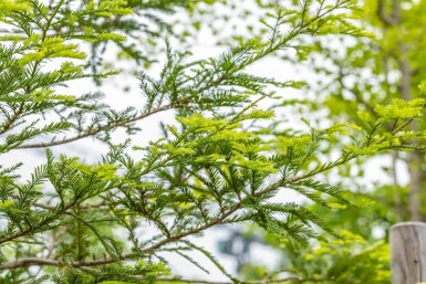 Sequoia sempervirens baliveau 8/10