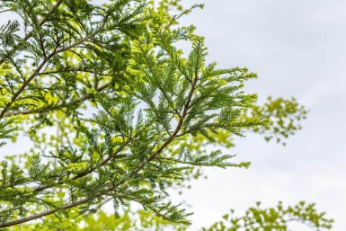 Sequoia sempervirens baliveau 8/10