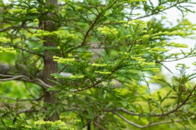 Sequoia sempervirens baliveau 8/10