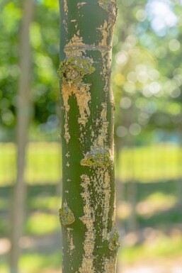 Styphnolobium japonicum haute-tige 18/20