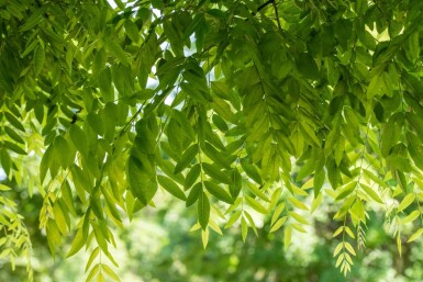 Styphnolobium japonicum haute-tige 18/20