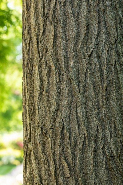 Styphnolobium japonicum cépée