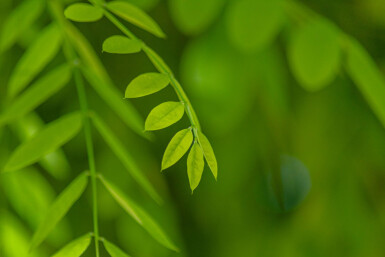 Styphnolobium japonicum cépée