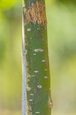 Styphnolobium japonicum 'Regent' haute-tige 16/18