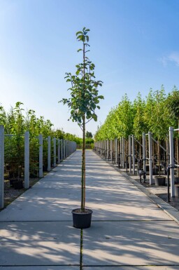 Sorbus aria haute-tige 14/16