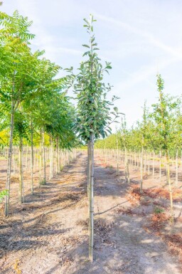 Sorbus aria haute-tige 14/16