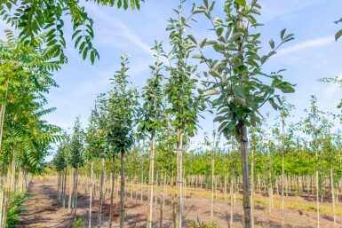 Sorbus aria haute-tige 14/16
