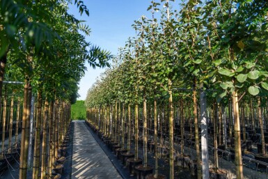 Sorbus aria haute-tige 14/16