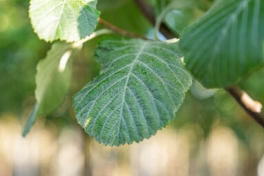 Sorbus aria haute-tige 14/16