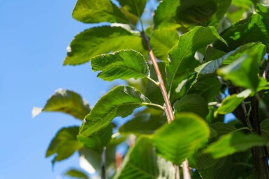 Sorbus aria haute-tige 14/16