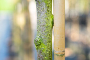 Sorbus aria haute-tige 14/16