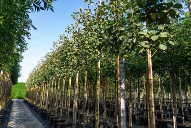 Sorbus aria haute-tige 14/16