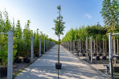 Sorbus aria haute-tige 14/16