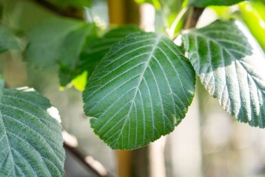 Sorbus aria haute-tige 14/16