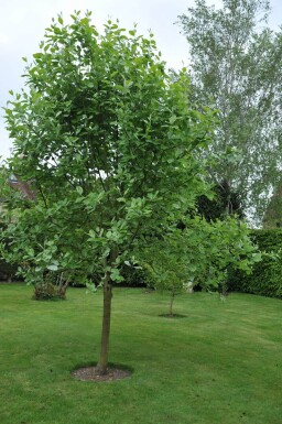 Sorbus aria 'Lutescens' haute-tige
