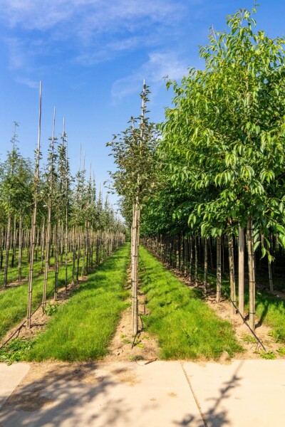 Sorbus aria 'Magnifica' haute-tige 12/14