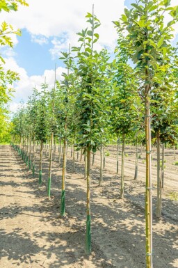 Sorbus aria 'Magnifica' haute-tige 12/14