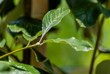 Sorbus aria 'Magnifica' haute-tige 12/14
