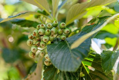 Sorbus aria 'Magnifica' haute-tige 12/14