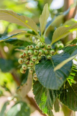 Sorbus aria 'Magnifica' haute-tige 12/14