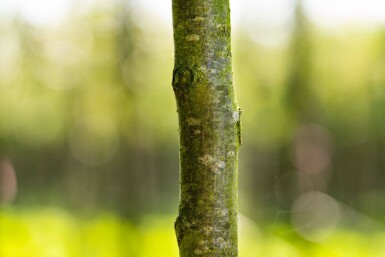 Sorbus aria 'Magnifica' haute-tige 12/14