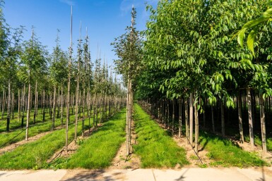 Sorbus aria 'Magnifica' haute-tige 12/14