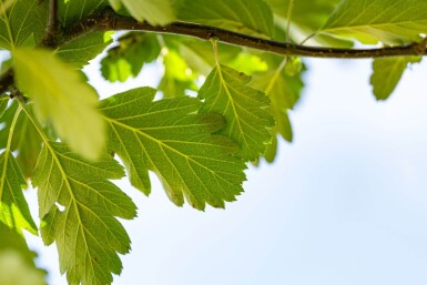 Sorbus aria 'Magnifica' haute-tige 12/14