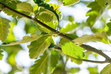 Sorbus aria 'Magnifica' haute-tige 12/14