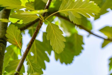 Sorbus aria 'Magnifica' haute-tige 12/14