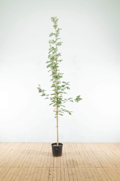 Sorbus aucuparia haute-tige 6/8