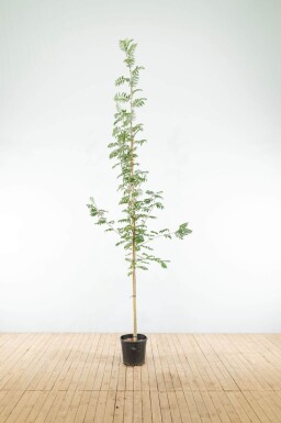 Sorbus aucuparia haute-tige 6/8