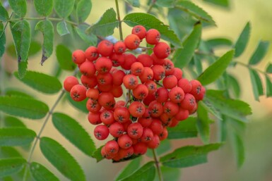 Sorbus aucuparia haute-tige 6/8
