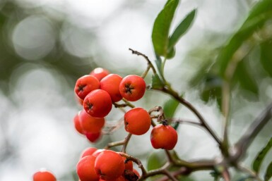 Sorbus aucuparia haute-tige 6/8