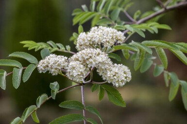 Sorbus aucuparia haute-tige 6/8
