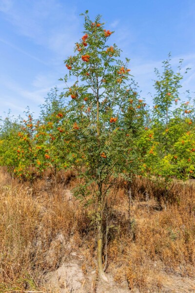 Sorbus aucuparia cépée 350-400