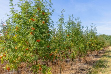 Sorbus aucuparia cépée 350-400