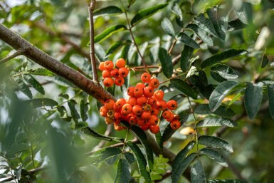 Sorbus aucuparia cépée 350-400