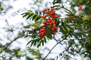 Sorbus aucuparia cépée 350-400