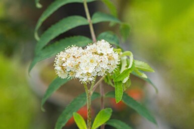 Sorbus aucuparia cépée 350-400