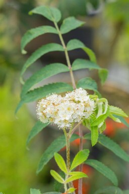 Sorbus aucuparia cépée 350-400