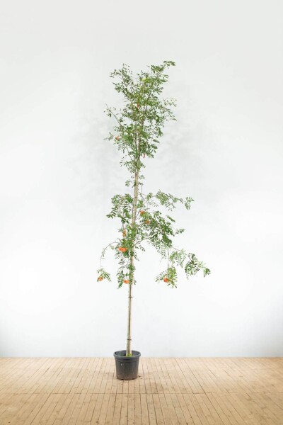 Sorbus aucuparia var. edulis haute-tige