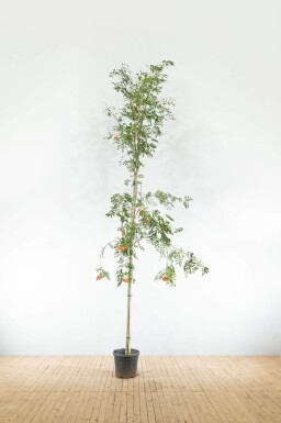 Sorbus aucuparia var. edulis haute-tige