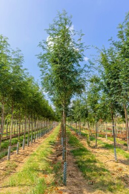Sorbus aucuparia var. edulis haute-tige