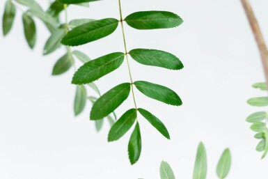 Sorbus aucuparia var. edulis haute-tige