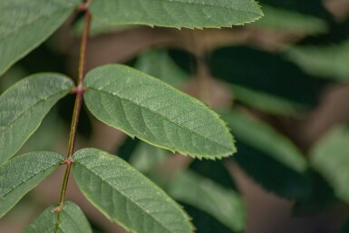 Sorbus aucuparia var. edulis haute-tige